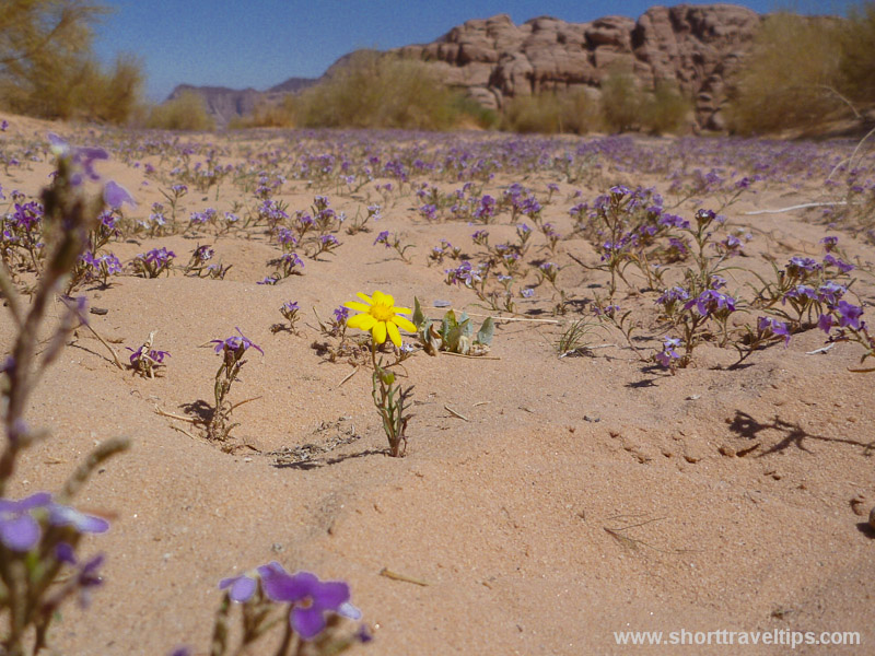 Spring flowers at Wadi Rum Desert in Jordan