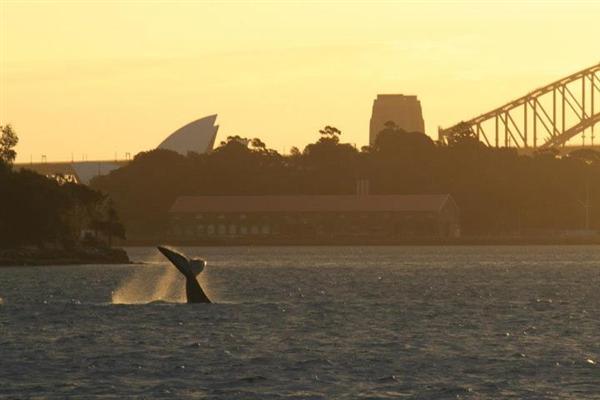 Southern Right whale in Sydney harbour, July 2012