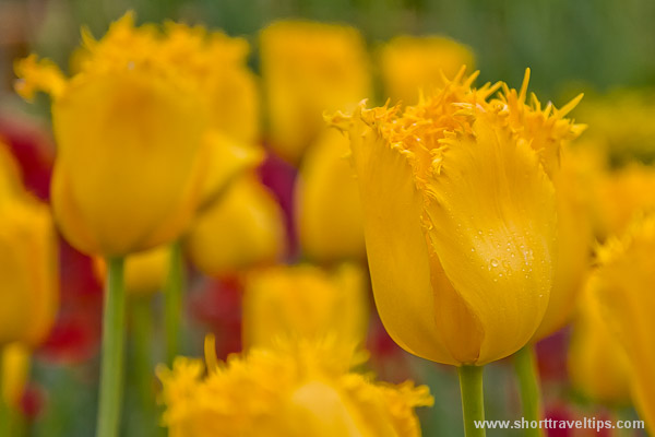 Weekly Travel Photo. Tulips festival in Canberra