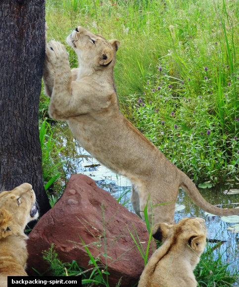 Lions scratching post
