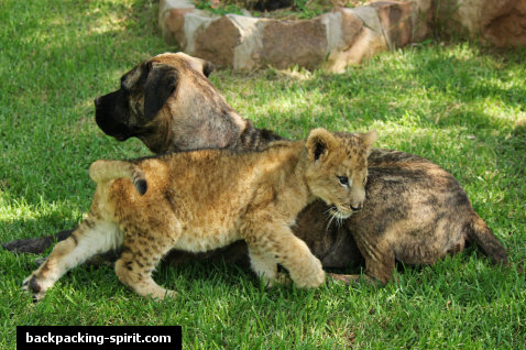 Baby lion with dog
