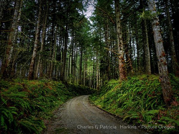 Road In The Woods by Charles & Patricia Harkins