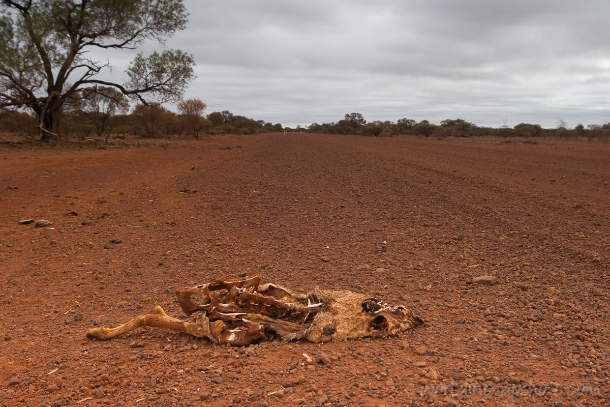 Weekly Travel Photo. Not everybody survive in Australian outback