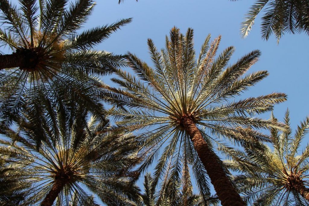 AlUla Oasis Heritage Trail palms